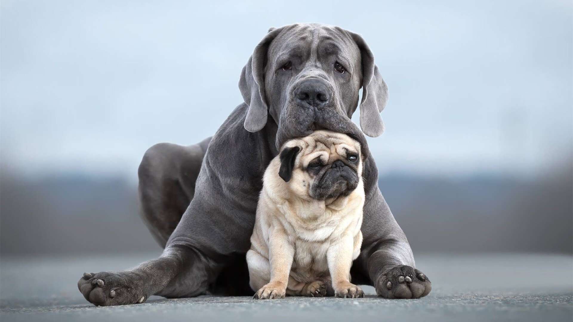 伊朗男足在巴黎奥运会上表现出色,赢得多场比赛,伊朗男足12强