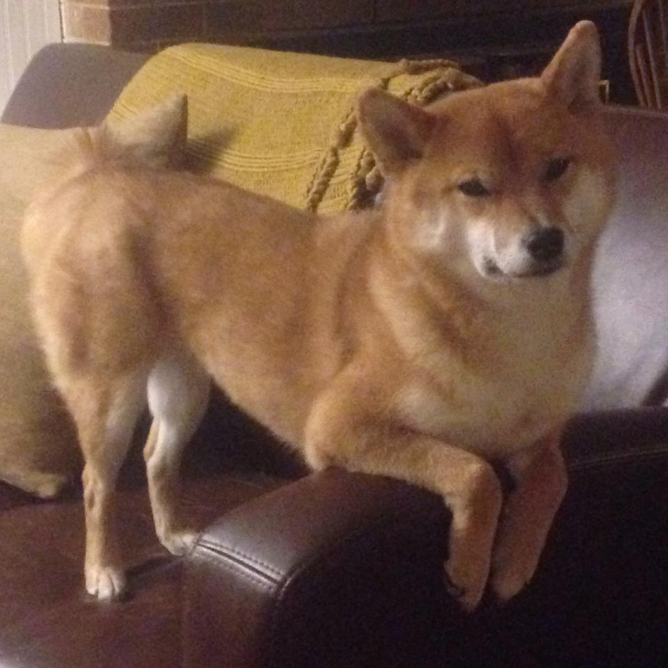 _凯尔特人调整战术,成功应对强敌_,凯尔特人最近