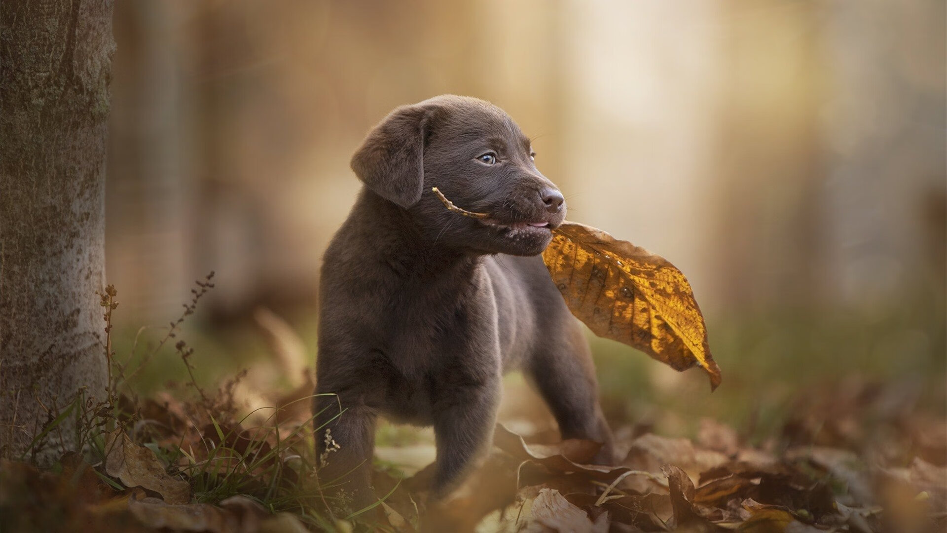 九游官网pc-半场精彩：比分54-51，北京队略占优势！，北京单场全场比分